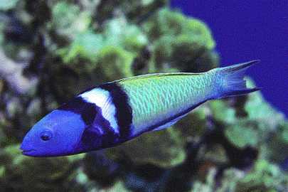 Bluehead.jpg (12714 bytes)