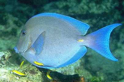 Bluetang.jpg (16069 bytes)