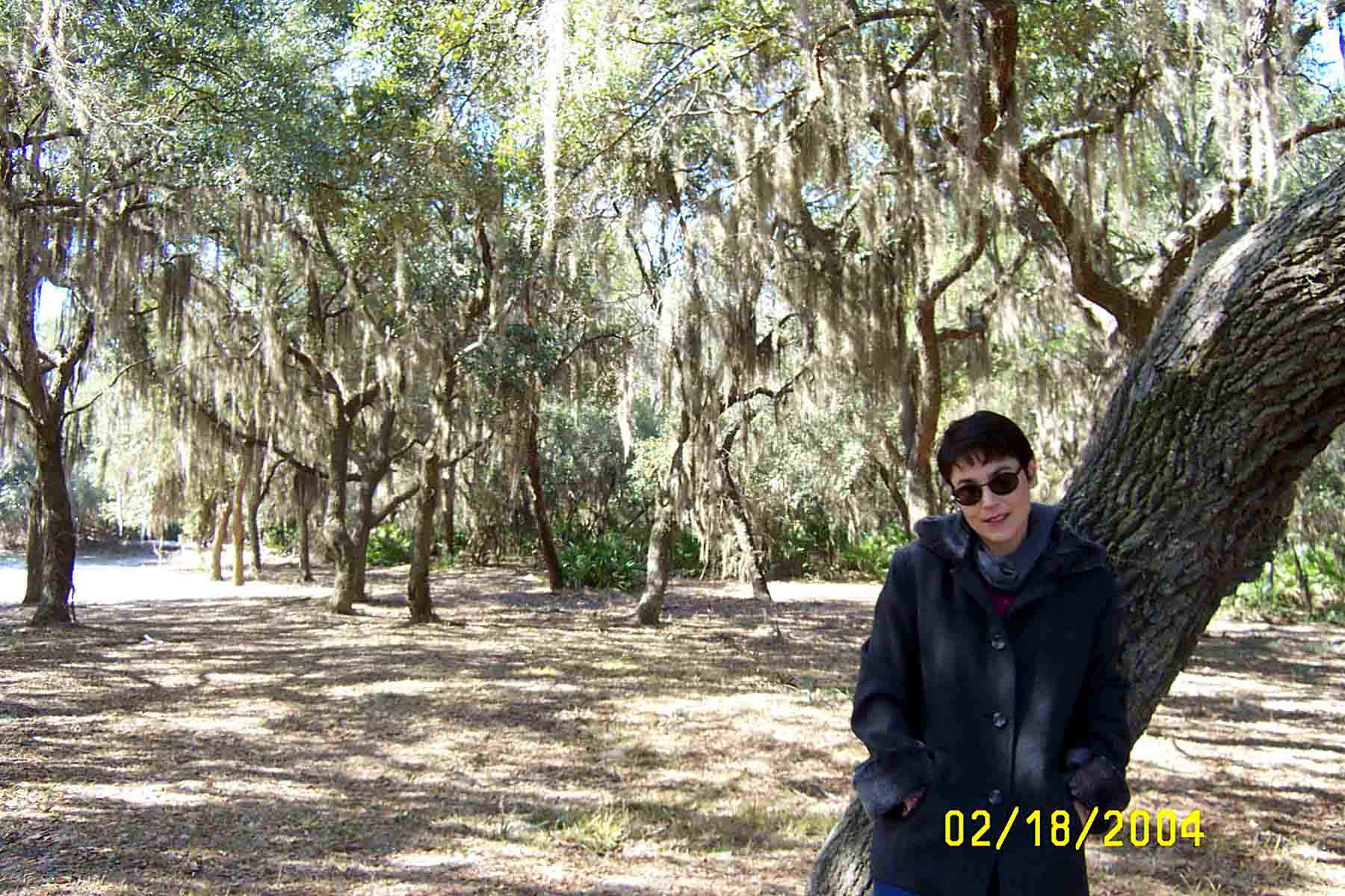 SpanishMoss2004.jpg (200427 bytes)