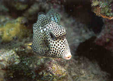 Trunkfish.jpg (11209 bytes)