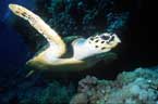 turtle.jpg (2802 bytes)